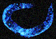 Fire Lab C. elegans Vector Kit Icon