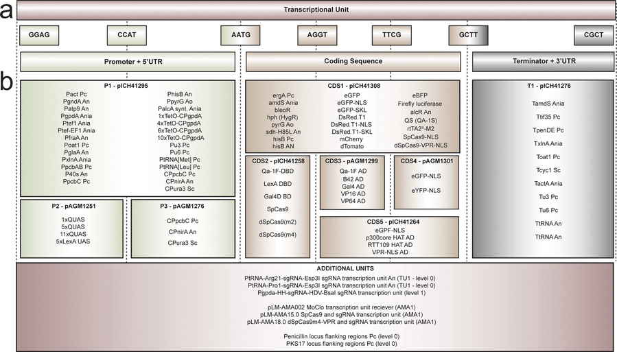 List of vectors in the Fungal Toolkit for Modular Cloning. Also shows transcriptional units and additional units, promoters, coding sequences, and terminators.