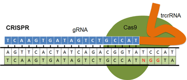 CRISPR/Cas cartoon