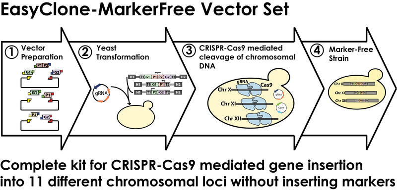 Complete kit for CRISPR-Cas9 mediated gene insertion into 11 different chromosomal loci without inserting markers.