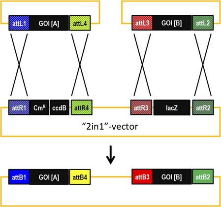 2in1-cloning reaction