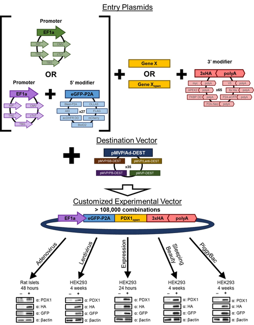 pMVP (plasmid-based modular vector platform) overview