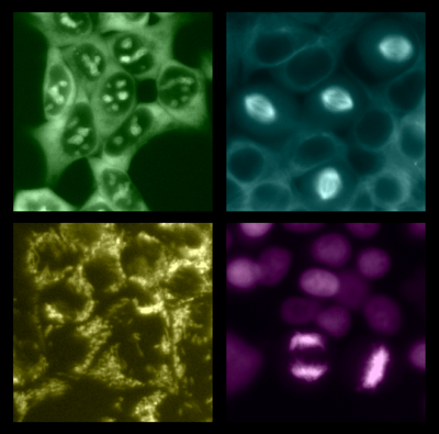 immunofluorescence using CRISPaint plasmids