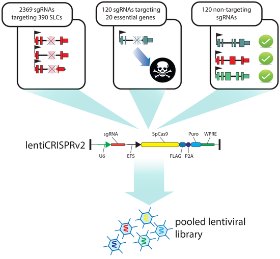 Superti-Furga Lab Human CRISPR SLC Knockout Library