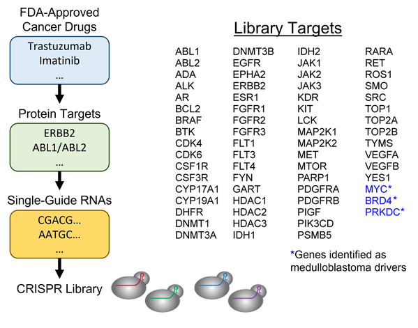 Schematic of library target selection and list of genes