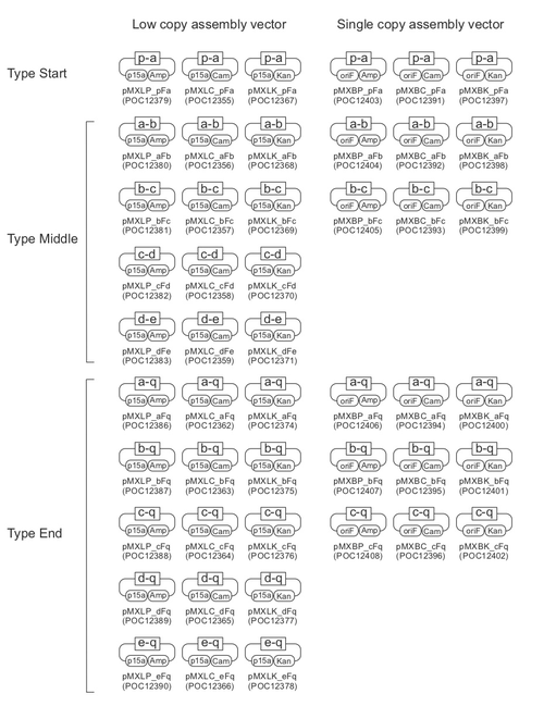 MetClo approach for rapid hierarchical assembly of large DNA fragments