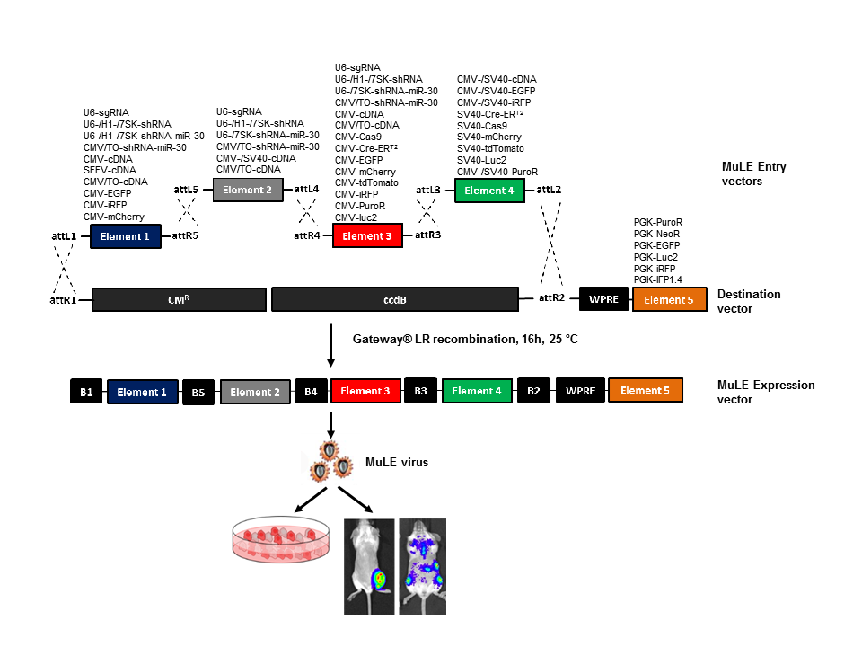 Overview of MuLE vector assembly
