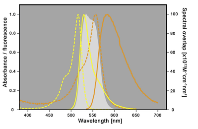 Spectral properties of mVenus and tagRFP