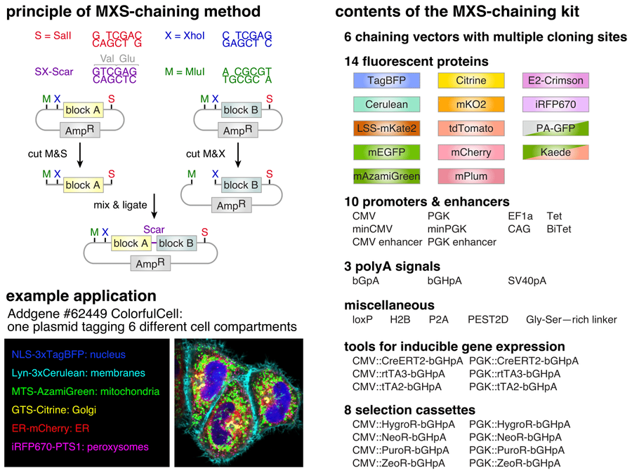 Overview of MXS Chaining procedure