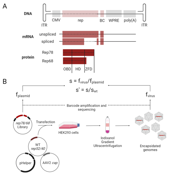 The figure has two parts, A and B. Part A is a schematic showing DNA at the top, mRNA in the middle, and protein at the bottom. Between the left and right ITRs of the linear DNA are shown 5 features: CMV, rep, BC, WPRE, and poly(A). Lined up underneath the rep/BC features (in light color) are the unspliced and spliced mRNAs (in medium color) one on top of the other.  Below is the Rep78 protein and at the bottom is the Rep68 protein (in dark color) with OBD (left), HD (middle), and ZFD (right) shown. Part B depicts a schematic of the library production assay. pHelper, WT rep52/40, and AAV2 cap plasmids are transfected into HEK293 cells (shown as a flask) containing the rep78/68 Library (shown as a plasmid). Cells are Iodixanol Gradient Ultracentrifuged (shown as a centrifugation tube with bands of color) and encapsidated genomes (shown as hexagonal viral particles, 4 of the 6 containing the dark-colored DNA) are separated. The Library (f sub plasmid) and Virus (f sub virus) are barcode amplified and sequenced with arrows pointing up towards these formulas: S equals F sub virus divided by F sub plasmid and s primed equals S divided by s wild type.