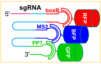 sgRNA cartoon for white color