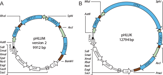 Minichromosome maps