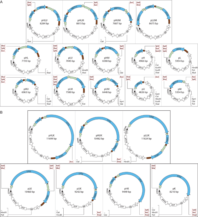 Series of plasmid maps in kit