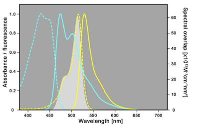 Spectral properties of mTRQ2 and mVenus