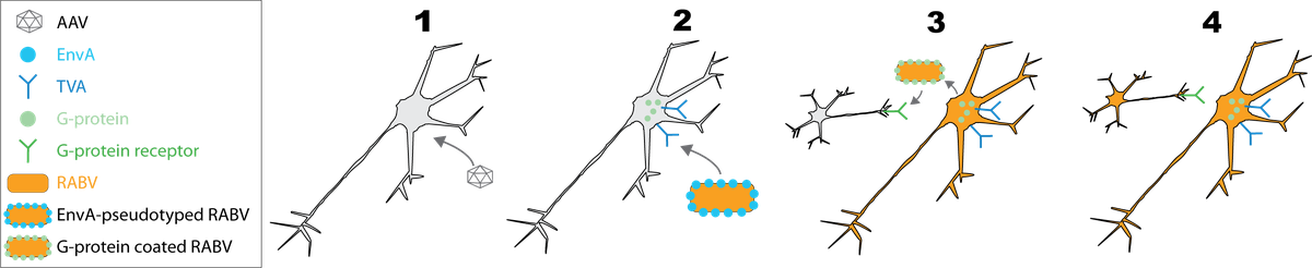 schematic for using AAV and rabies virus for tracing