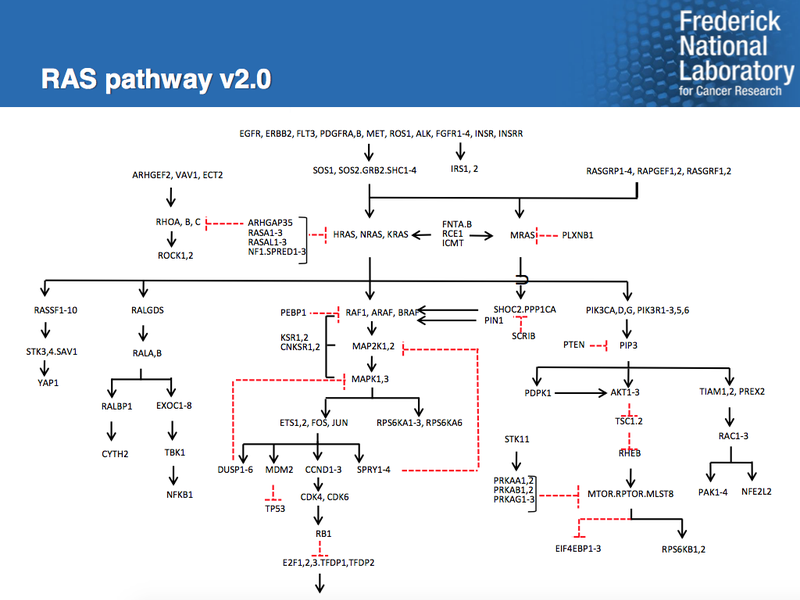 Schematic of the RAS pathway