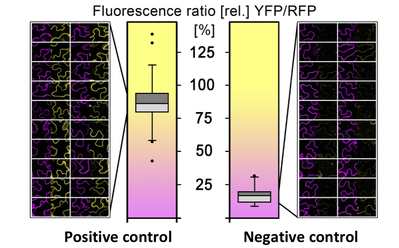 rBiFC Fluorescence ratio