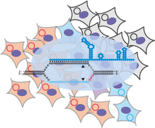 S2 fly cells library cartoon 