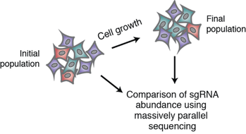 Screening process for Sabatini CRISPR knockout library