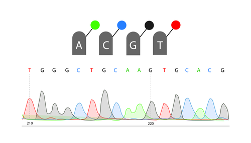 Example chromatogram of Sanger sequencing