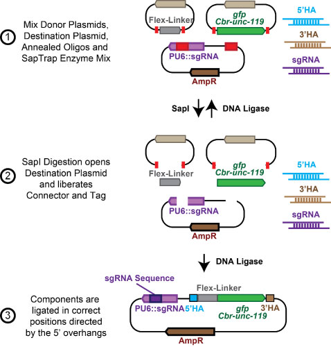 jorgensen saptrap kit diagram