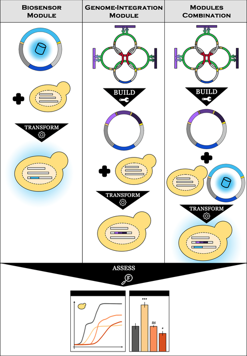 The figure consists of three columns labelled biosensor module, genome-integration module, and modules combination. In the biosensor module column there is a plasmid, plus sign, and cell, with an arrow from these to a cell with DNA inside. The genome-integration column shows four interlinked plasmids. The left, right, and top plasmids have arrows to and from a linear piece of DNA (a gene) to the left, right, and top respectively. The bottom plasmid contains a blue gene. An arrow, labelled build, points down to a single plasmid with the three genes incorporated consecutively into the bottom plasmid with the blue gene. Similar to the first column, there is a plus sign, a cell, and an arrow labelled transform to a cell containing the DNA with the three genes incorporated into one of three pieces of DNA shown in the cell. The Modules combination column is a repeat of column two with the addition of the plasmid from the first column next to the cell so that at the bottom of the column after transformation we have a cell with the blue gene on the longest strand of DNA present from the first plasmid from column one, and the three genes on the middle strand of DNA present from the built plasmid in column two, and a third shorter piece of DNA without labelled/colored genes. An arrow from all three columns labelled Assess leads down to a plot and bar graph. The plot contains four lines rising from bottom left to top right at various rates. The bar graph shows four bars in the same four colors as the plotted lines with error bars.