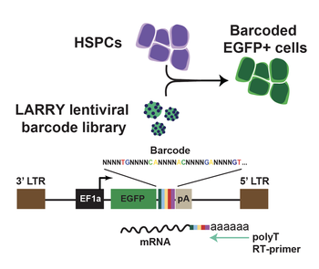 Lineage and RNA recovery barcoding library