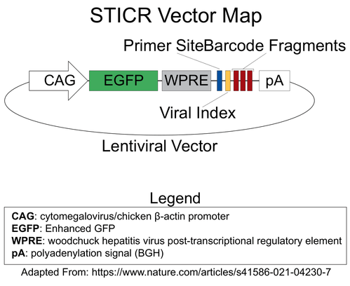 STICR lentiviral vector map showing CAG, EGFP, WPRE, Primer, Viral Index, SiteBarcode Fragments, and pA