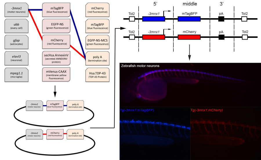 Zebrafish Tol2 Toolkit Overview