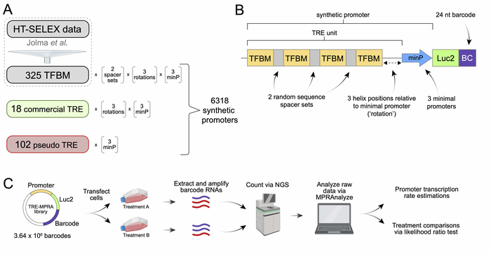 Panel A is a schematic diagram depicting HT-SELEX as the data source to generate 325 TFBMs. An additional 18 commercial TREs and 102 pseudo TREs make up the TRE-MPRA library, resulting in 6318 synthetic promoters. Panel B shows the schematic structure of a transcription unit. Four TFBMs are separated by two random spacer sets, followed by sequence to allow three helical rotations to comprise one TRE unit. Each TRE unit is combined with one of three minimal promoters to create a synthetic promoter. Luc2 and a 24 nucleotide barcode follows each synthetic promoter. Panel C depicts transfection of cells with the TRE-MPRA library followed by nucleic acid isolation and processing of sequencing data.