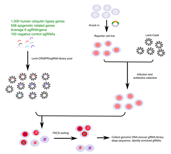 graphic summary of UBDUB CRISPR knockout library