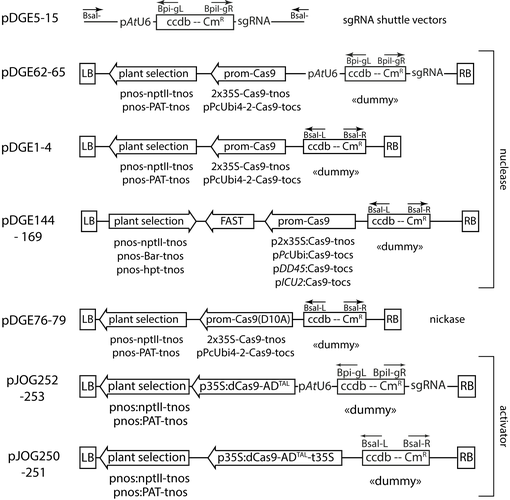 plasmid summary scheme