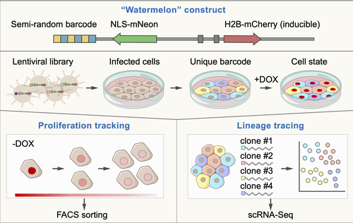 The Watermelon system for simultaneous tracing of clonal lineages and transcriptional and proliferative state of individual cells